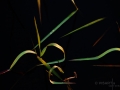eternity-zen